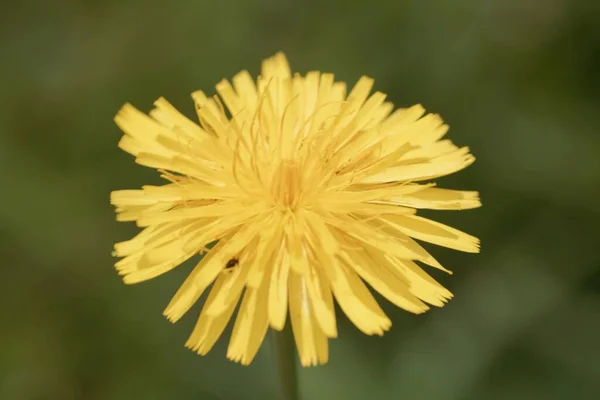 Blume Einer Falschen Löwenzahnpflanze Hypochaeris Radicata — Stockfoto