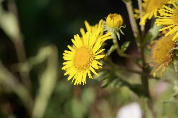 Flor Una Cabeza Amarilla Británica Inula Britannica —  Fotos de Stock