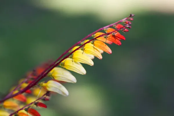 Virágok Tűz Szőlő Növény Ipomoea Lobata — Stock Fotó