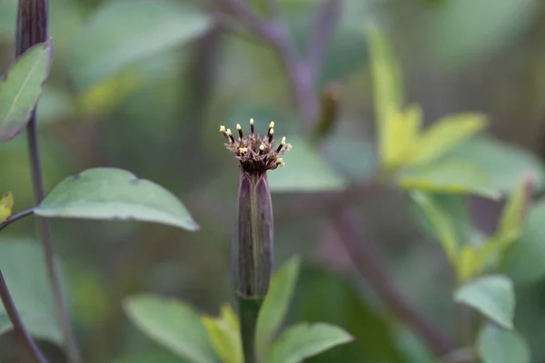 Цветок Боливийского Кориандра Porophyllum Ruderale — стоковое фото