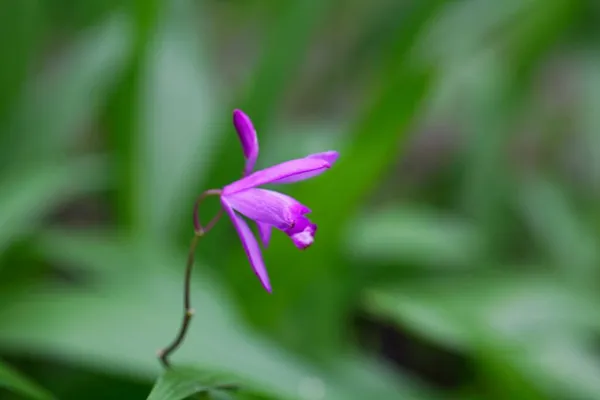 Fleur Une Orchidée Chinoise Bletilla Striata — Photo