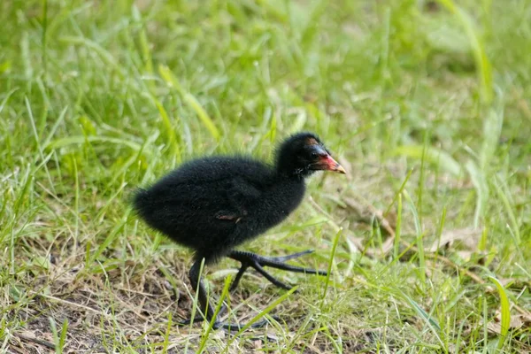 Ένα Κοινό Όρνιο Gallinula Chloropus Ένα Λιβάδι — Φωτογραφία Αρχείου