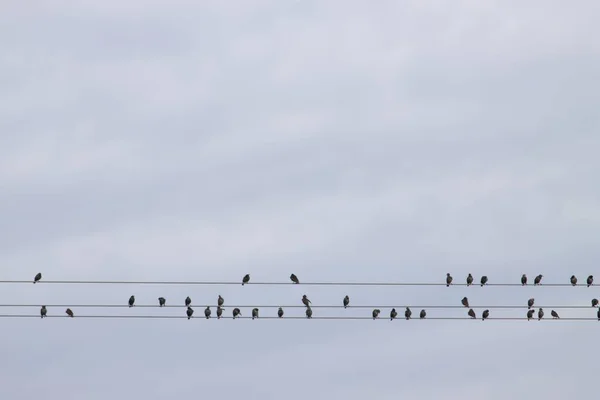 Een Kudde Spreeuwen Een Elektriciteitsleiding — Stockfoto