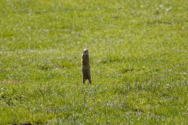 Seekor Tupai Tanah Eropa Spermophilus Citellus Padang Rumput — Stok Foto