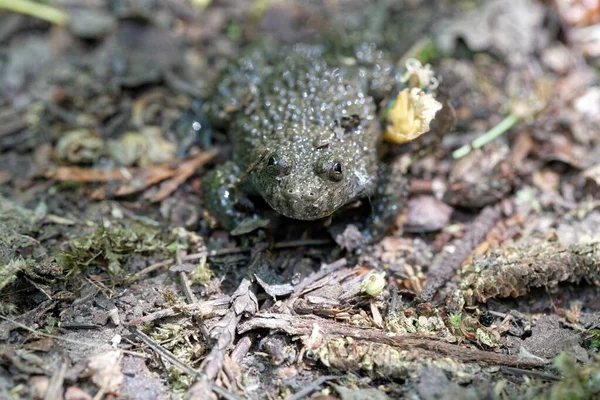 Portrait Yellow Bellied Toad Bombina Variegata — Stock Photo, Image