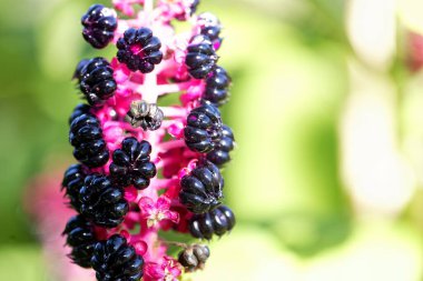 Amerikan pokeweed çalılarının meyveleri, Phytolacca americana