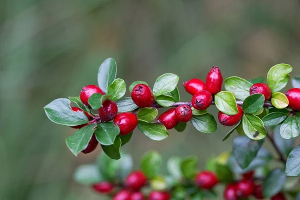 Frukter Spridande Cotoneasterbuske Cotoneaster Divaricatus — Stockfoto