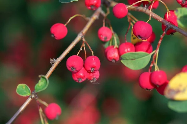 Bär Prunkande Bomullsbuske Cotoneaster Multifloru — Stockfoto