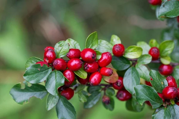 Καρποί Ενός Θάμνου Του Cotoneaster Divaricatus — Φωτογραφία Αρχείου