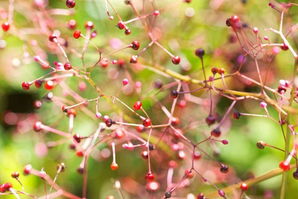 Frutos Arbusto Flor Fama Talinum Paniculatum — Foto de Stock