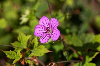 Himalaya bölgesinden sardunya türünün çiçeği Geranium wallichianum