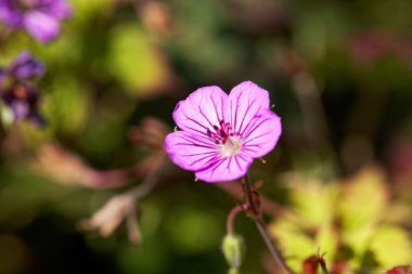 Himalaya bölgesinden sardunya türünün çiçeği Geranium wallichianum