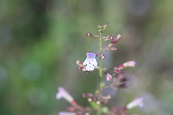 Цветок Менее Каламинтного Растения Clinopodium Nepeta — стоковое фото