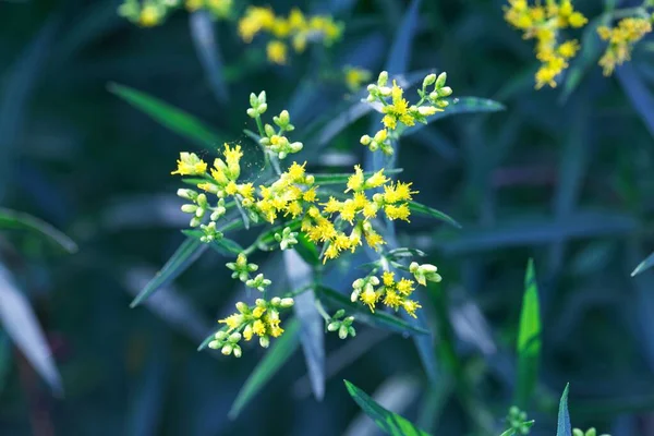 草叶金黄色枝条植物的花 — 图库照片