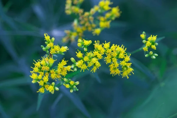 草叶金黄色枝条植物的花 — 图库照片