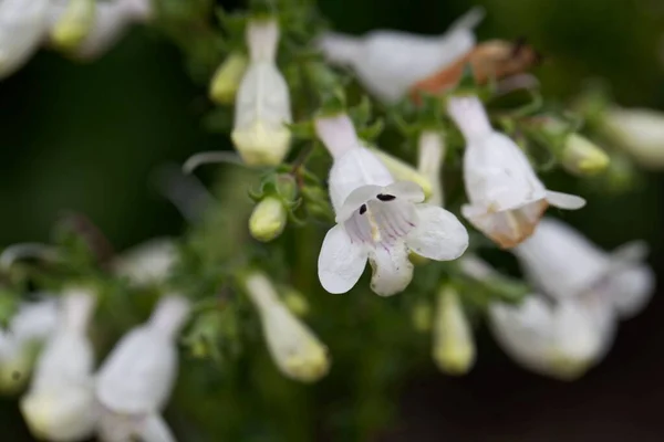 Floarea Unei Plante Barbă Limbă Foxglove Penstemon Digitalis — Fotografie, imagine de stoc