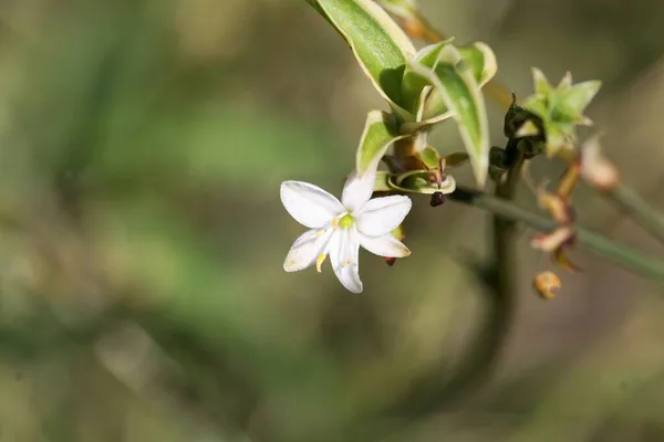 Flores Una Planta Araña Chlorophytum Comosum — Foto de Stock