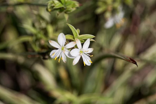 クモの花 葉緑素のコーム — ストック写真