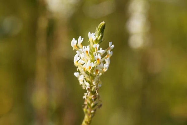 Цветы Растения Hebenstretia Dentata Африканского Растения Используемого Гомеопатии — стоковое фото