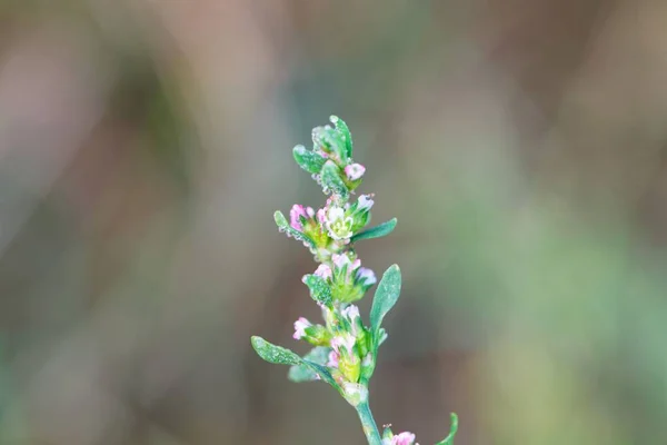 Flores Una Planta Común Hierba Nodular Polygonum Aviculare —  Fotos de Stock