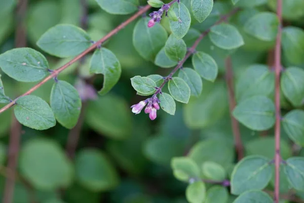 Las Flores Del Arbusto Del Coralberry Symphoricarpos Orbiculatus — Foto de Stock