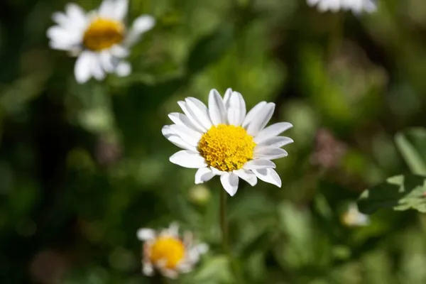 Flor Una Mini Marguerita Leucanthemum Paludosum — Foto de Stock