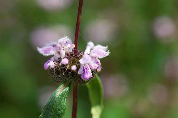 Fleur Plante Phlomis Tuberosa Une Plante Médicale Asie Centrale — Photo