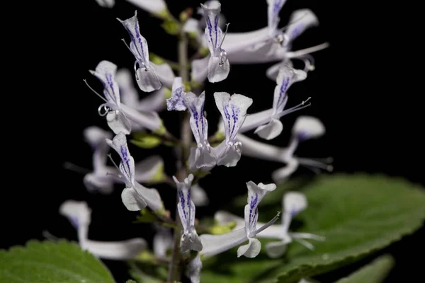 Květina Zulu Ostružiny Plectranthus Zuluensis Afriky — Stock fotografie