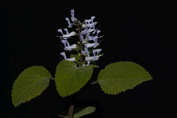 Flor Espolón Zulú Plectranthus Zuluensis África — Foto de Stock