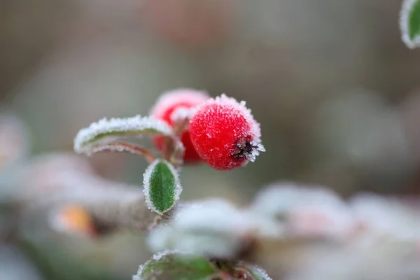 Berry Cotoneaster Bush Covered Hoarfrost — Stock Photo, Image