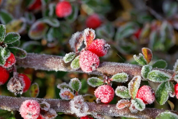Berry Cotoneaster Bush Covered Hoarfrost — Stock Photo, Image