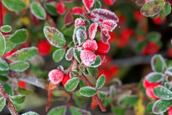 Berry Cotoneaster Bush Covered Hoarfrost — Stock Photo, Image