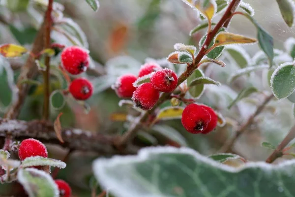 Berry Cotoneaster Bush Covered Hoarfrost — Stock Photo, Image