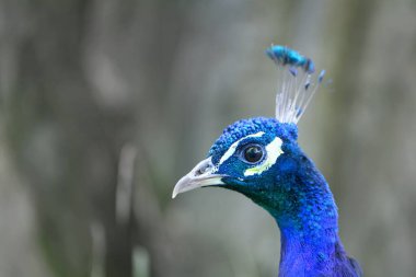 Hint Peafowl Portresi, Pavo Kristali