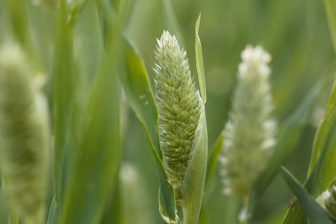 Kanarya otu çiçekleri, Phalaris kanaryası, yeşil bir arka plan. 