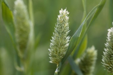 Kanarya otu çiçekleri, Phalaris kanaryası, yeşil bir arka plan. 