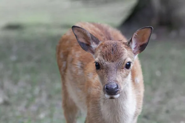 Προσωπογραφία Ενός Νεαρού Ελαφιού Του Cervus Nippon — Φωτογραφία Αρχείου