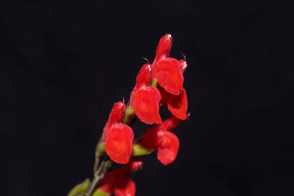 Άνθη Φασκόμηλου Φύλλα Βλεφαρίδας Salvia Blepharophylla Μαύρο Φόντο — Φωτογραφία Αρχείου