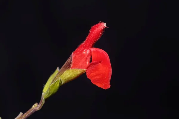 Flores Una Salvia Hojas Pestañas Salvia Blepharophylla Con Fondo Negro — Foto de Stock