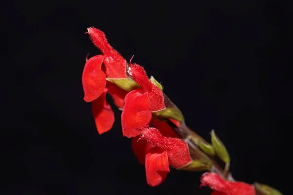 Fleurs Une Sauge Feuilles Cils Salvia Blepharophylla Avec Fond Noir — Photo