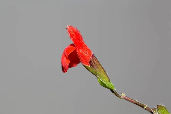 Άνθη Φασκόμηλου Φύλλα Βλεφαρίδας Salvia Blepharophylla Λευκό Φόντο — Φωτογραφία Αρχείου