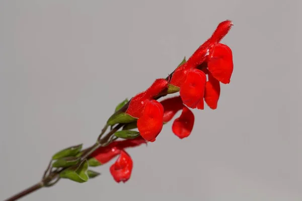 Fleurs Une Sauge Feuilles Cils Salvia Blepharophylla Avec Fond Blanc — Photo