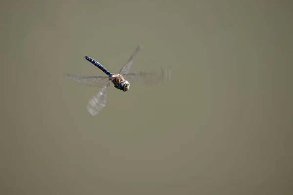 Flying Migrant Hawker Aeshna Mixta Brown Background — Stock Photo, Image