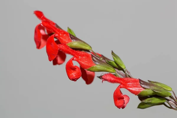 Bloemen Van Een Wimper Blad Salie Salvia Blefarophylla Met Een — Stockfoto