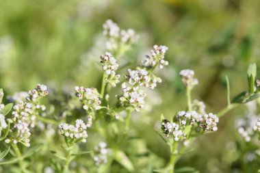 Strapwort bitkisinin çiçekleri, Corrigiola litoralis