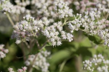Eupatorium perfoliatum, geleneksel tıpta kullanılan bir bitki.