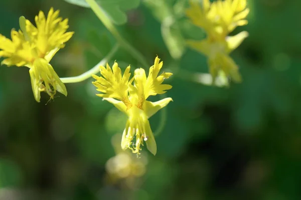 Blommor Kanariefågel Tropaeolum Peregrinum — Stockfoto