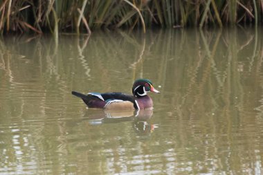 Erkek Carolina ördeği, Aix sponsa, Almanya 'da bir gölde..