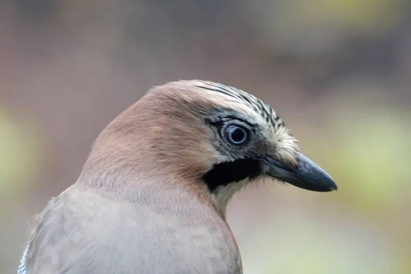 Porträtt Eurasisk Kaj Garrulus Glandarius — Stockfoto