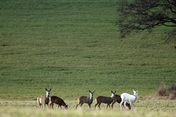 在德国的一个田野里 一只白鹿 Capreolus Capreolus 和一群其他的野蔷薇鹿在一起 — 图库照片